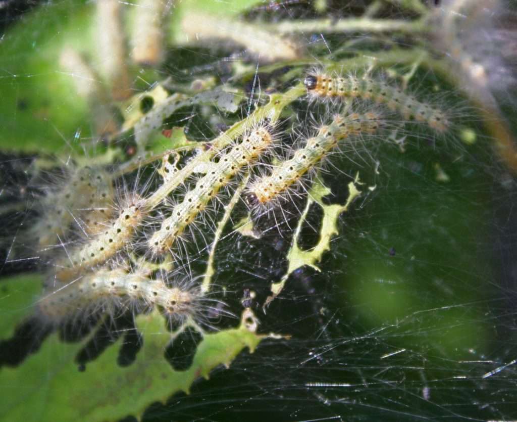 gatta pelosa
