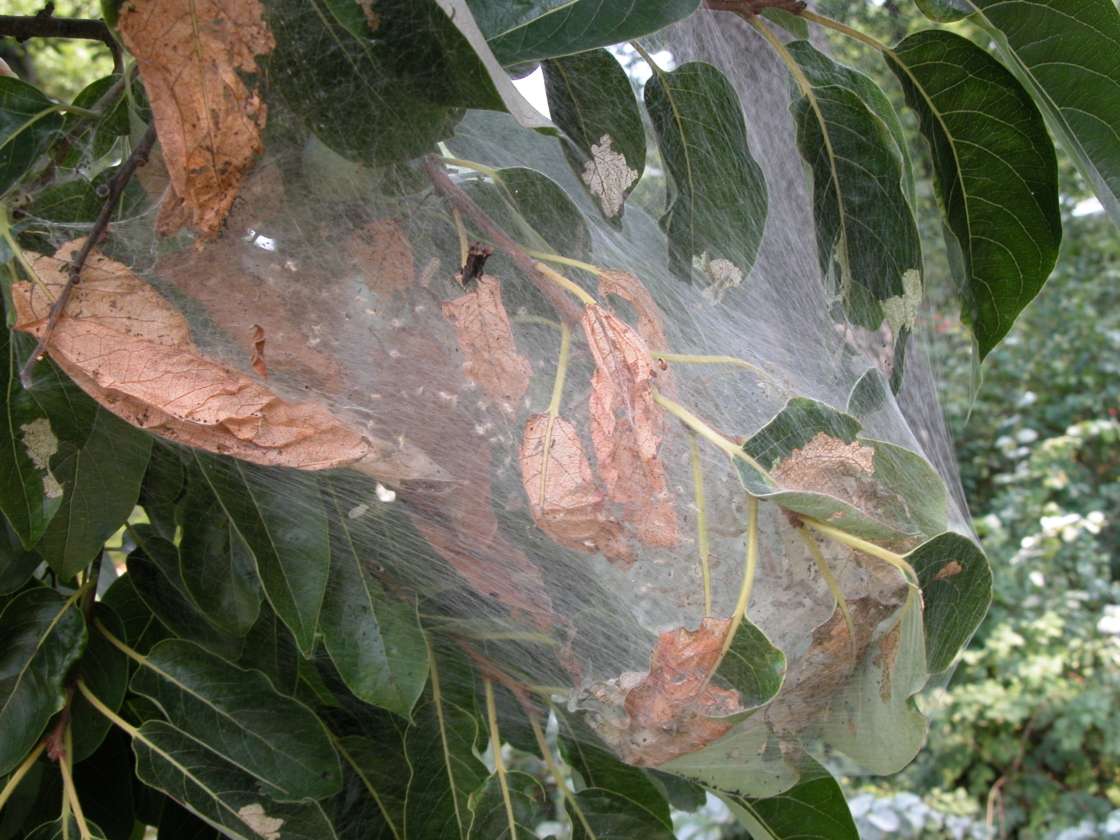gatta pelosa